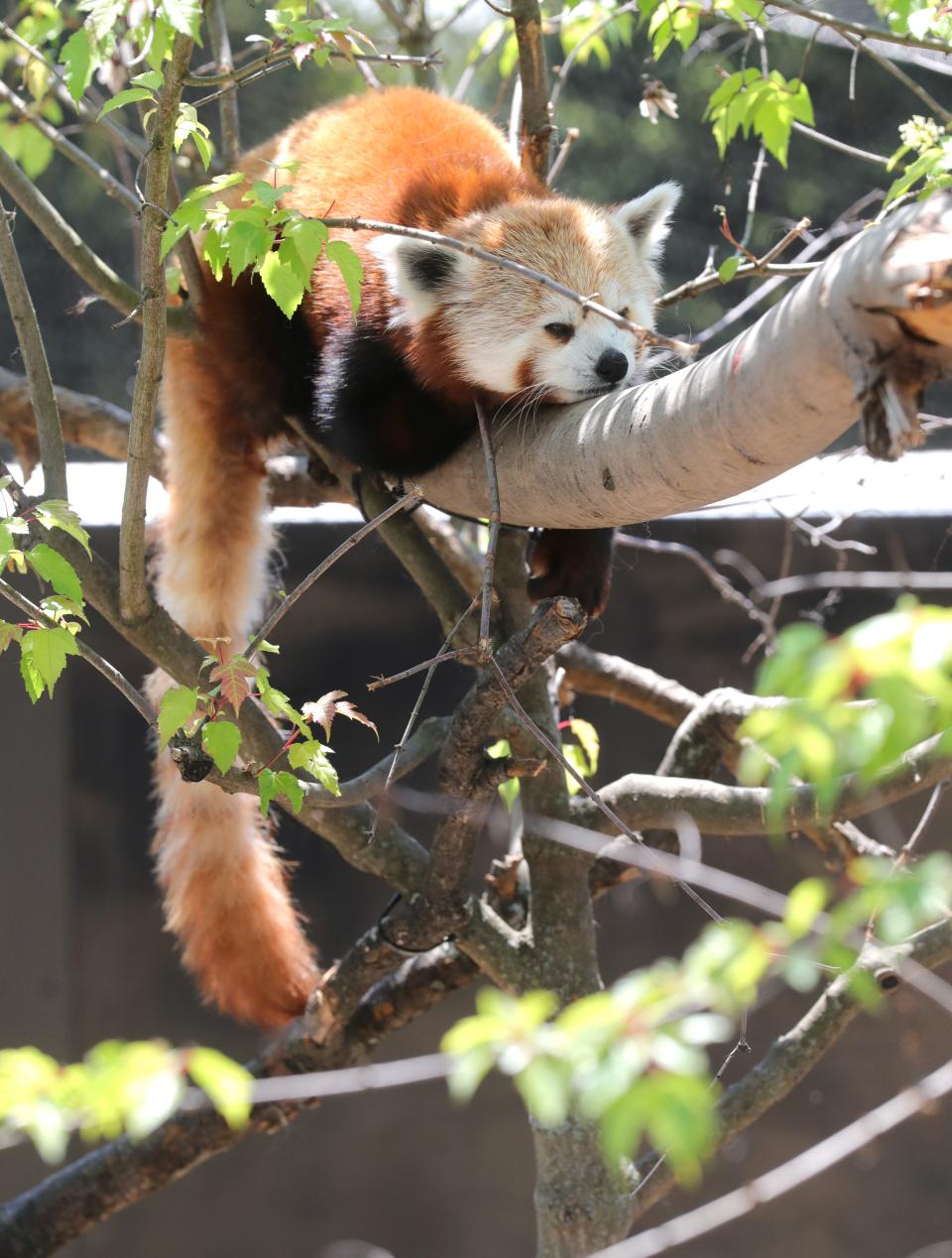 One of the Akron Zoo's red pandas in the Wild Asia exhibit in 2021 in Akron, Ohio.