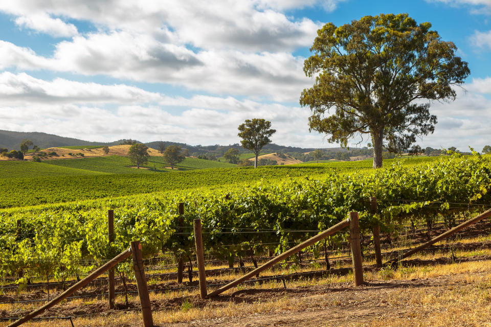 A winery in Barossa Valley, Adelaide.