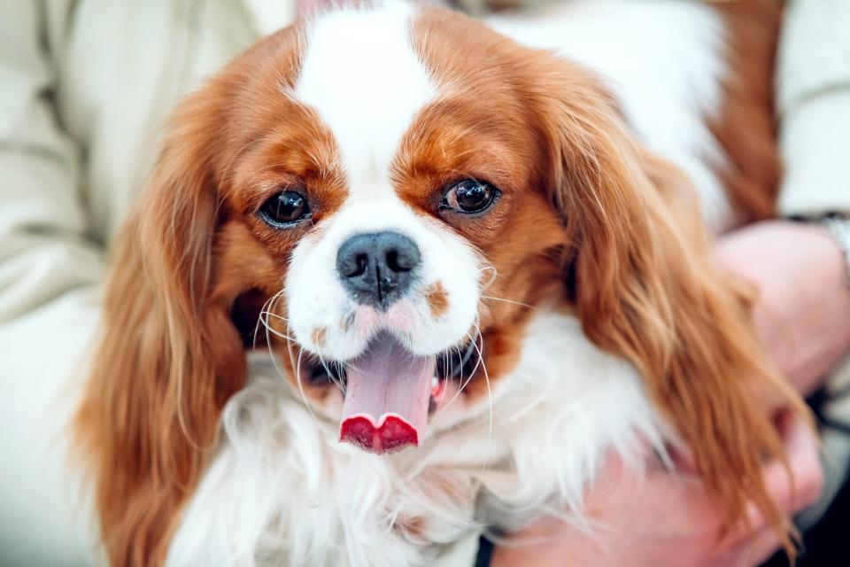 cavalier king charles spaniel with his tongue out