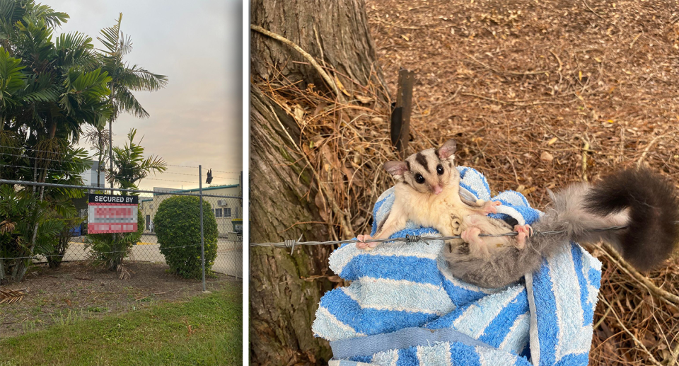 Left - a fence with a bat caught on it. Right - a glider caught on a fence.