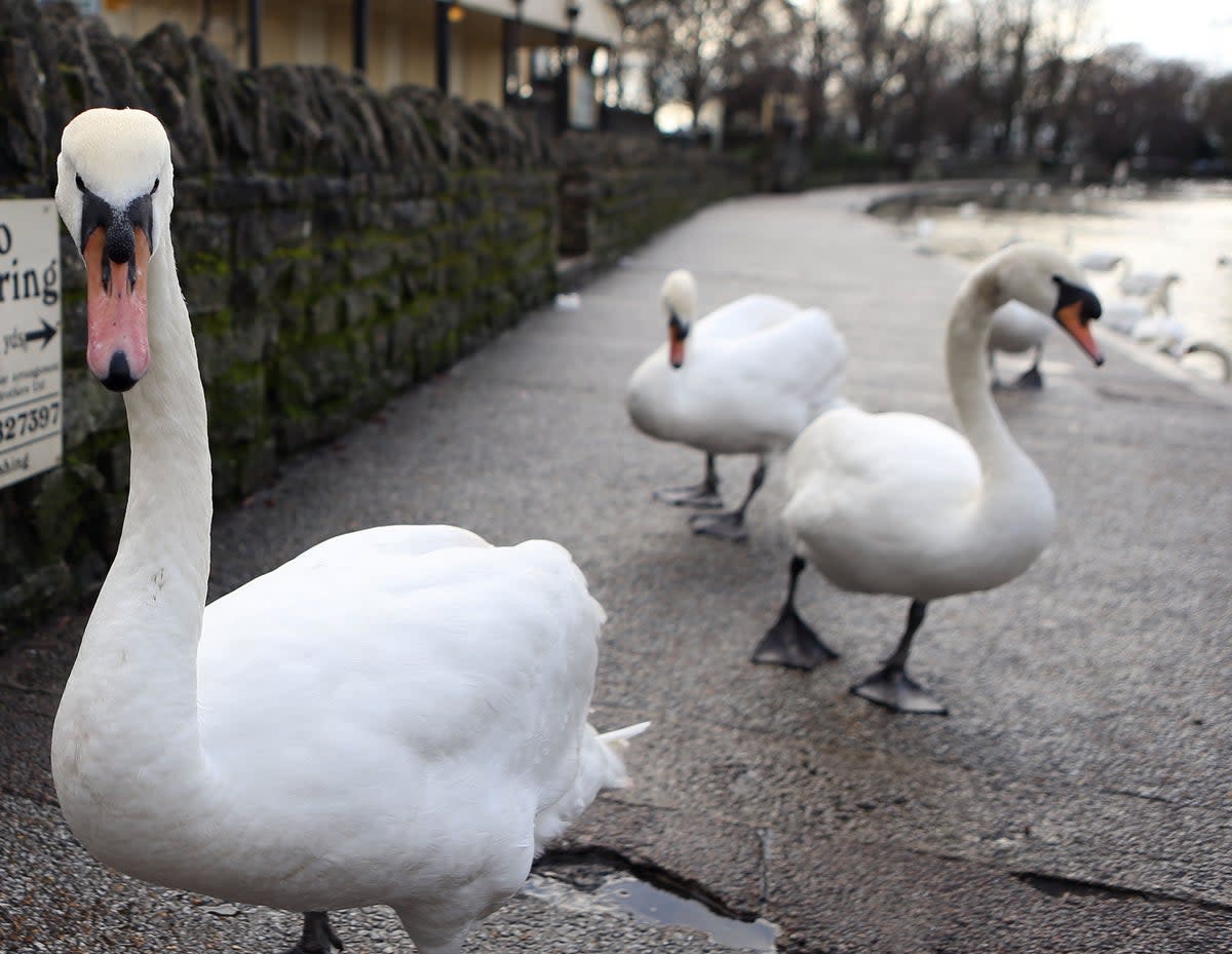 A swan took up officers' time in Bath (stock image) (PA)