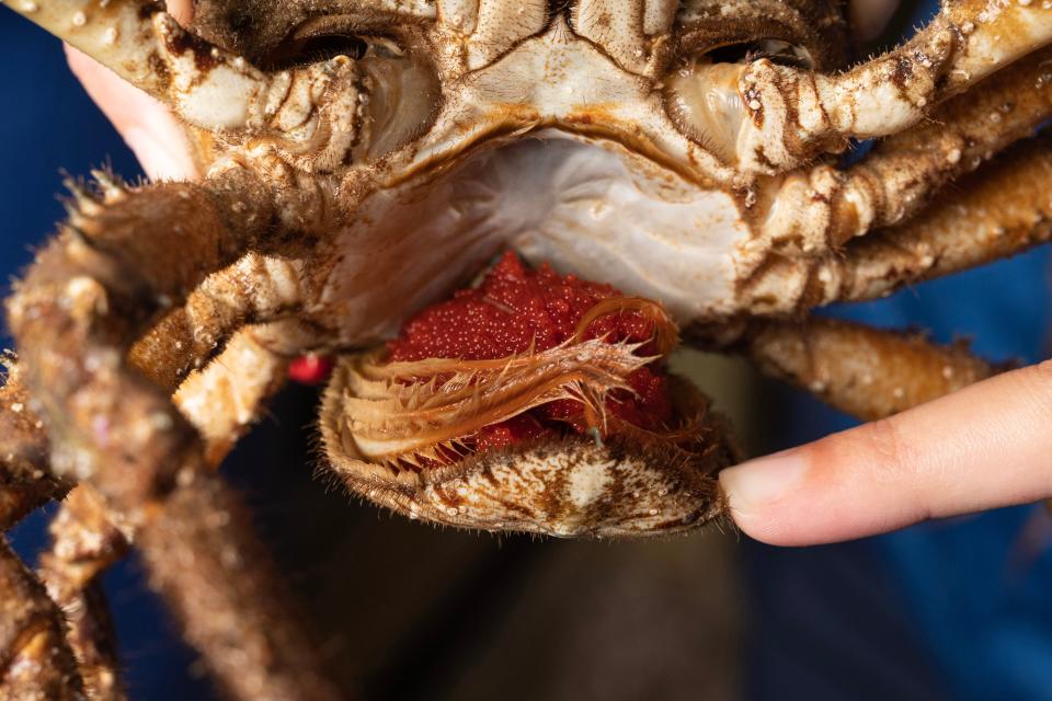 Cierra Bair, a staff biologist at the Mote Aquaculture Research Park, holds a female Caribbean king crab to show off a clutch of crab eggs. The eggs are bright red. As they mature, the color will change to a dark red wine color, then tan, translucent and finally transparent – just before the baby crabs hatch into larvae. The first brood of baby Caribbean king crabs were born at the park on May 16.