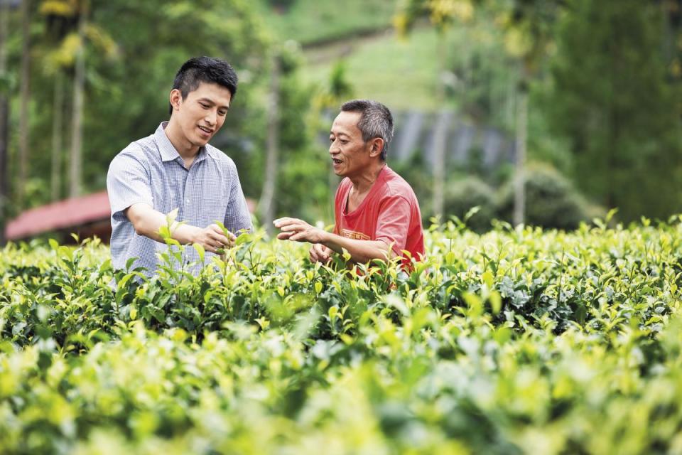 負責研發的蔡俊興（左）前往拜訪有機茶園，聽茶農解說茶樹生長狀況。