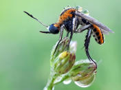 <p>In Komang’s macro photography, y<span>ou can see the intricate detail in each shot, from the shining eyes of the insects to the tiny water droplets that splash down on them.</span> (Photo: Komang Wirnata/Caters News) </p>