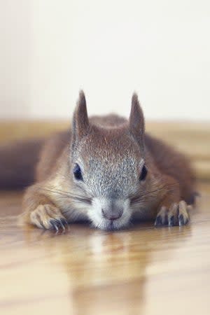 Squirrels in the Attic - Critter Detail