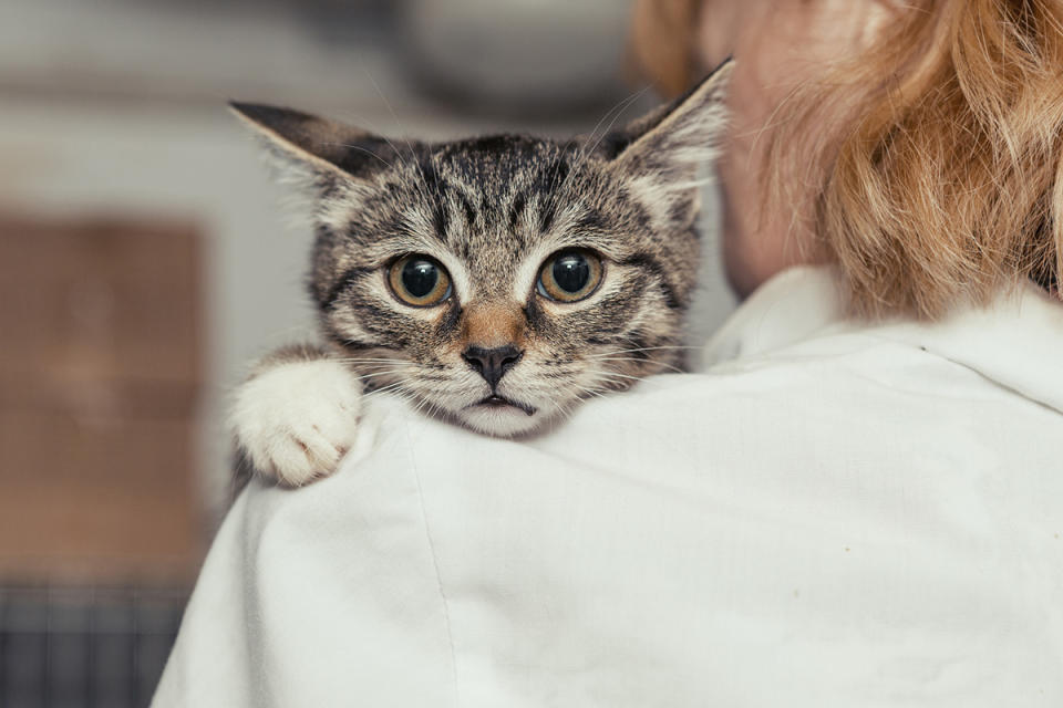 A scared cat clings to her owner out of fear of fireworks. 