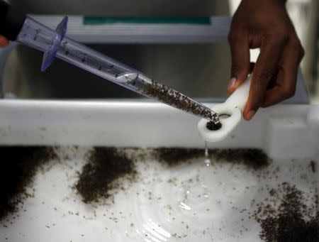 A technician from Oxitec inspects pupae of genetically modified Aedes aegypti mosquitoes in Campinas, Brazil, January 28, 2016. REUTERS/Paulo Whitaker