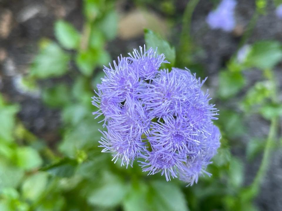 The stunning blue of ageratum adds wonderful color year-round to your garden.