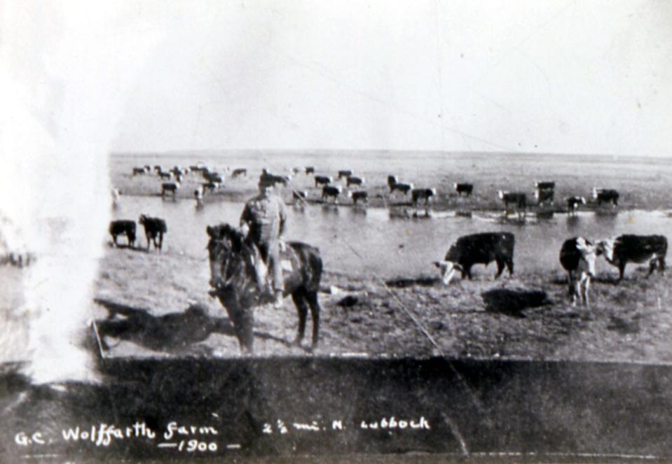 This faded, tattered black and white photo depicts a man on horseback surrounded by healthy looking Hereford cattle grazing and drinking from a creek, probably Blackwater Draw.