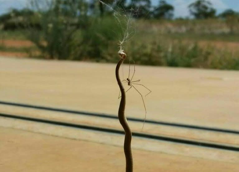 Farmer Patrick Lees said he was astonished to discover the expired brown snake dangling from a web at his outback home in Weethalle, about 400 kilometres (250 miles) west of Sydney