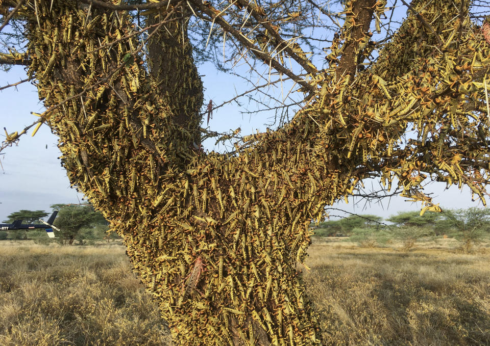 Locusts swarm on a tree south of Lodwar town in Turkana county, northern Kenya Tuesday, June 23, 2020. The worst outbreak of the voracious insects in Kenya in 70 years is far from over, and their newest generation is now finding its wings for proper flight. (AP Photo/Boris Polo)