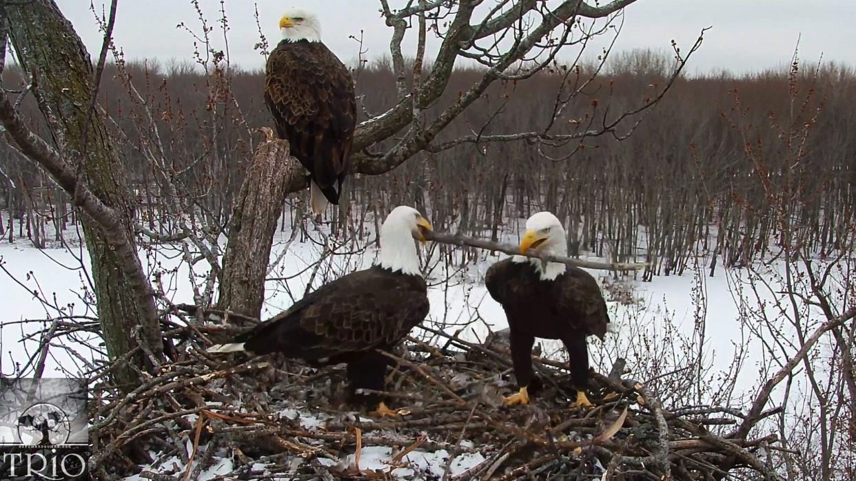 Three bald eagles engage in cooperative nesting in December 2019 in the Upper Mississippi River National Wildlife and Fish Refuge near Fulton, Illinois.