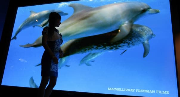 Japan Flat Panel Display Expo (A model stands by Panasonic's 150-inch high-definition plasma TV display, claimed to be the world