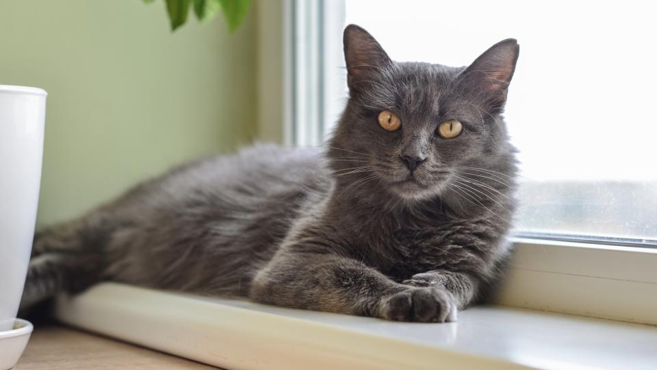 Nebelung cat