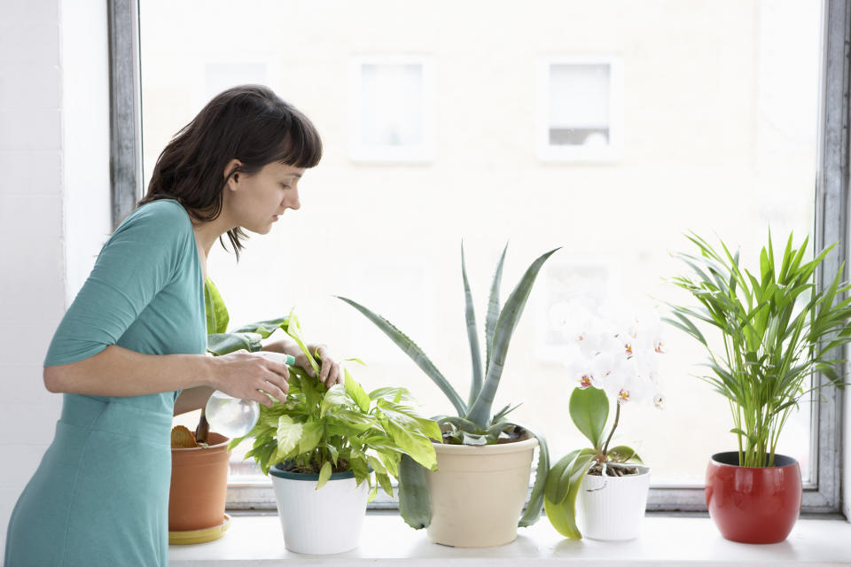 People are often surprised to learn that household plants need to be cleaned. We buy them to make our house look and smell fresh but it’s not long before dust piles up and bugs begin to breed on the leaves. Fortunately, keeping your greens clean is easy.   • Place small plants into your sink and large plants into your shower and rinse with warm water to get rid of dust and insects.  • Let the water soak in before putting back into direct sunlight.  • Wipe individual leaves with a damp cloth. Use water and not polish or oil as this can damage the plant.  • You can further tidy your plant by getting rid of dead, brown or yellowing leaves. 