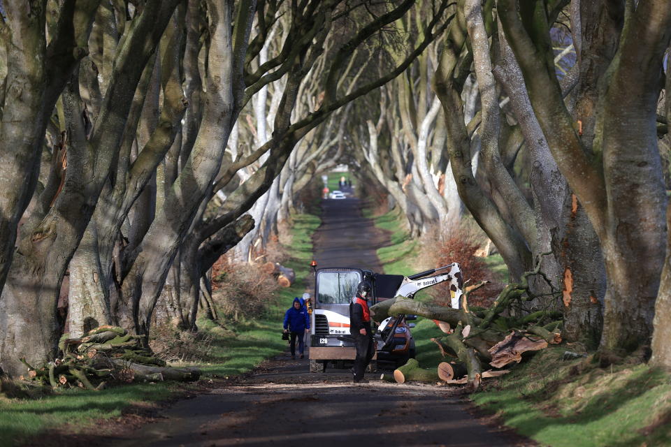 Workmen continue their clear up as a number of trees in Northern Ireland made famous by the TV series Game Of Thrones have been damaged and felled by Storm Isha. Work is being carried out to clear up at the Dark Hedges site in Co Antrim. Picture date: Monday January 22, 2024. PA Photo. The tunnel of trees became famous when it was featured in the HBO fantasy series and now attracts significant numbers of tourists from around the world.  See PA story WEATHER Isha DarkHedges. Photo credit should read: Liam McBurney/PA Wire 