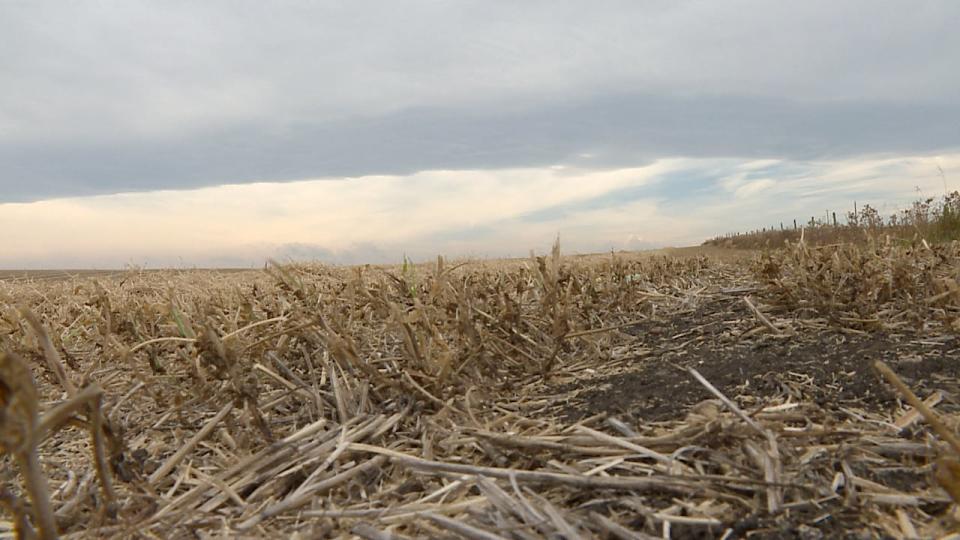 A drier than usual summer is likely going to mean a smaller harvest for some southern Alberta farmers.