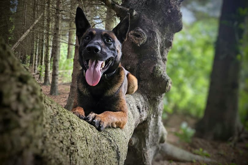 Police Dog Sully has been praised after finding Michael in a field.