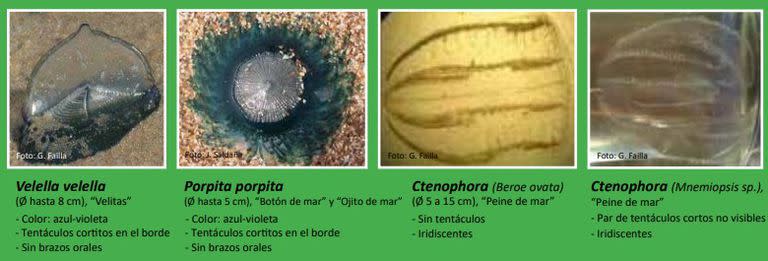 Las medusas que se pueden encontrar en las playas de Punta del Este