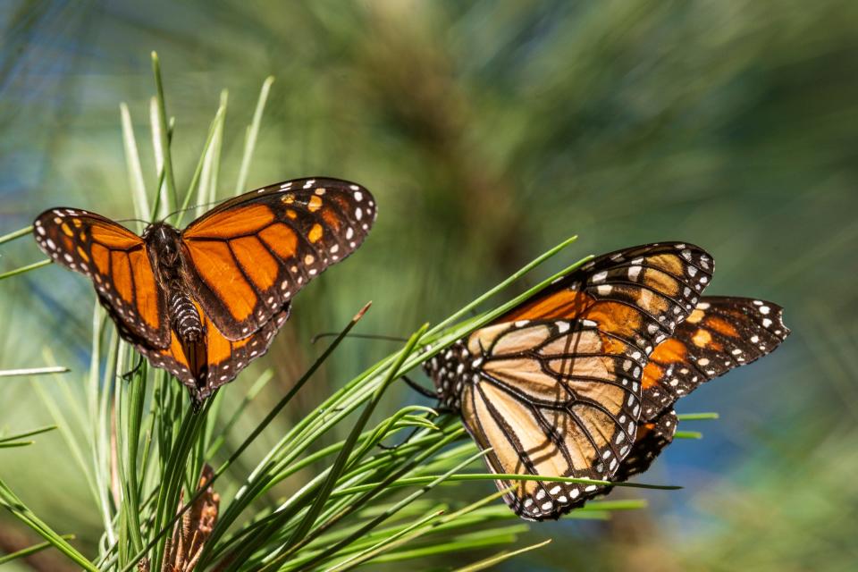 two monarch butterflies on pine branch needles