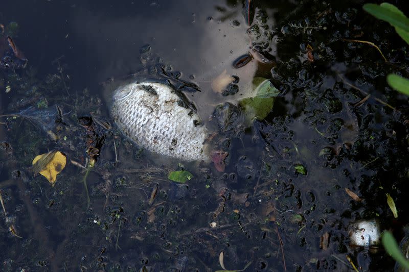 A view shows floating dead fish in the Escaut river in Valenciennes