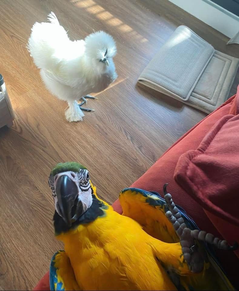 I級艷后留言公布寵物雞的照片，並寫道「他們就是這樣看著我。」（圖／翻攝自洪蓉臉書）