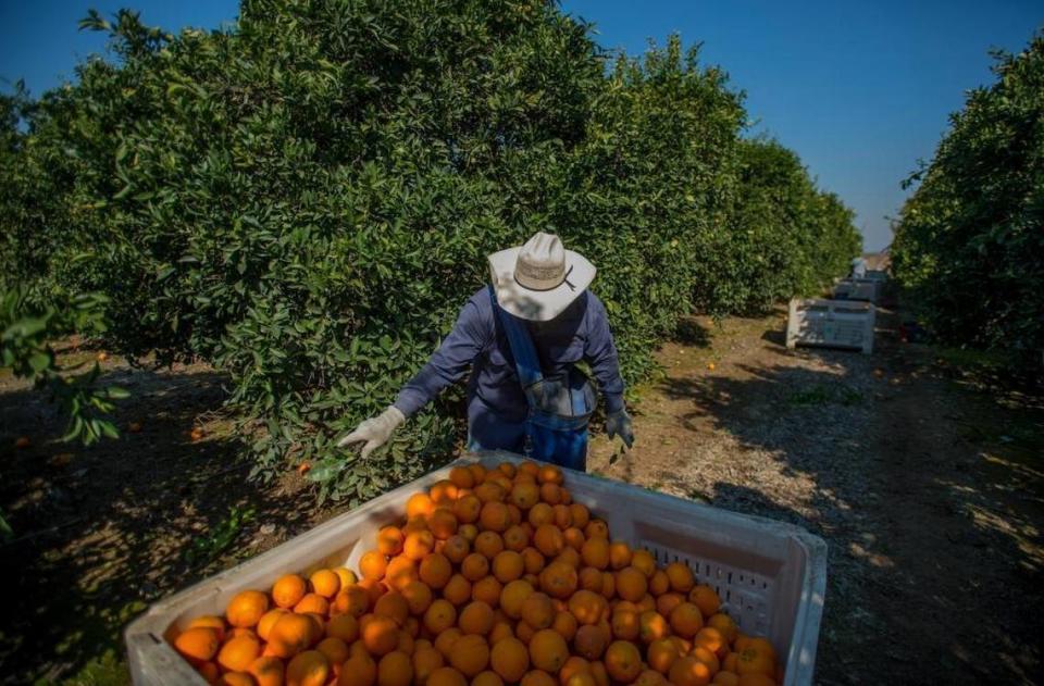 Fresno County is part of the citrus belt in the San Joaquin Valley.