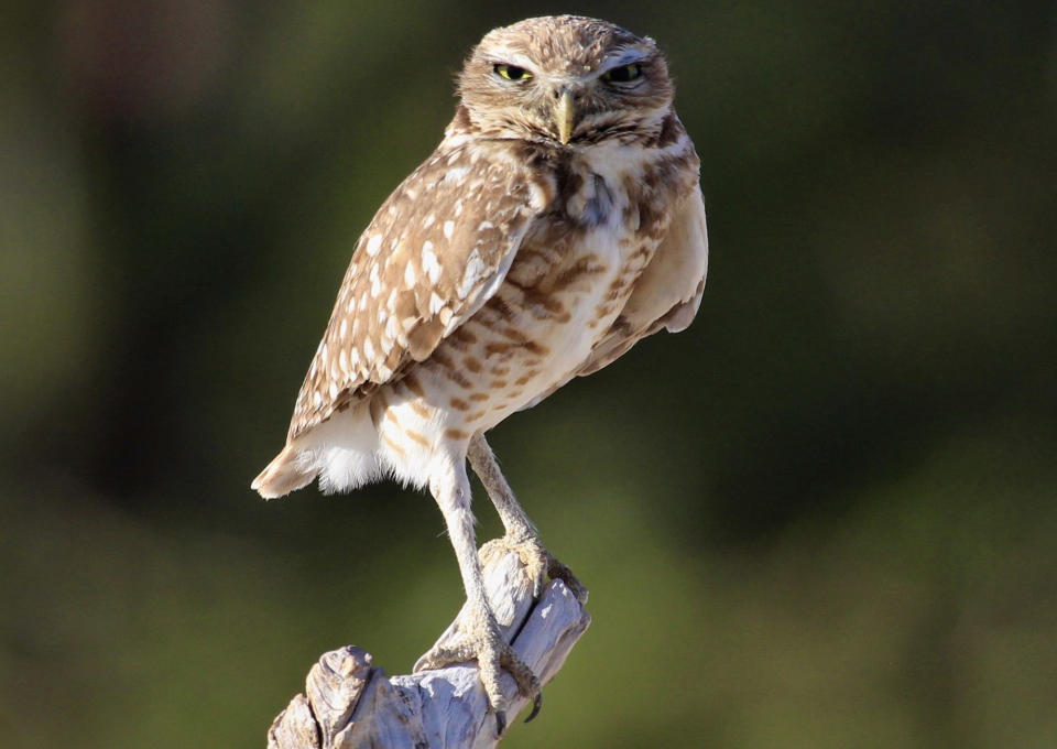 A brown and white burrowing owl.