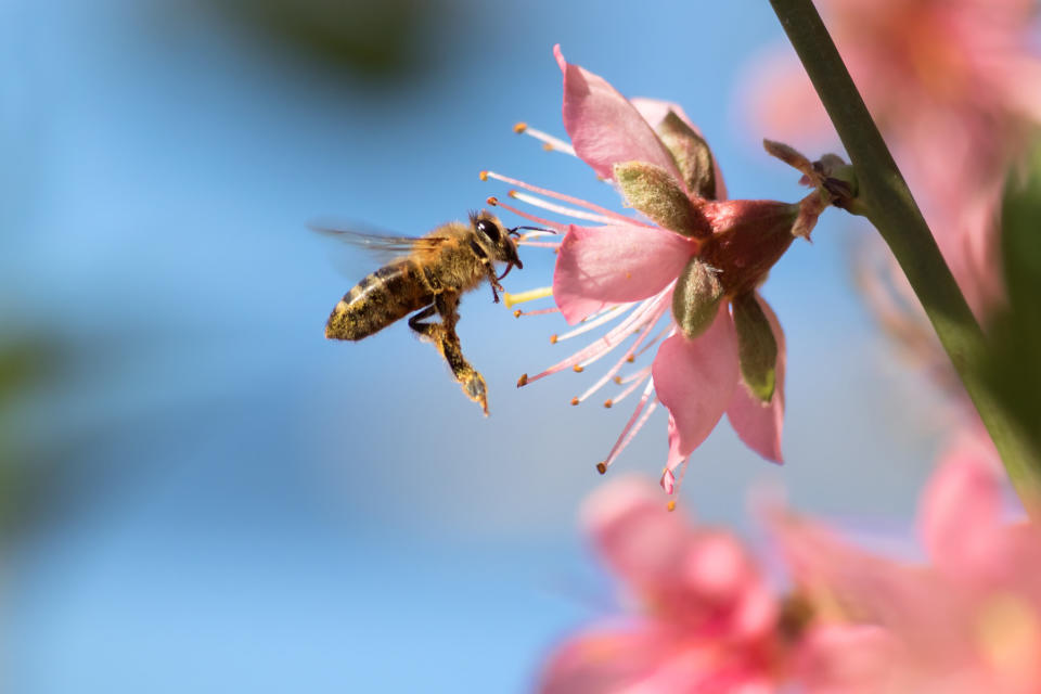 A honeybee flies to a desert gold peach flower. Many Americans choose pollinator-friendly plants for their gardens. (Photo: Sumiko Scott via Getty Images)