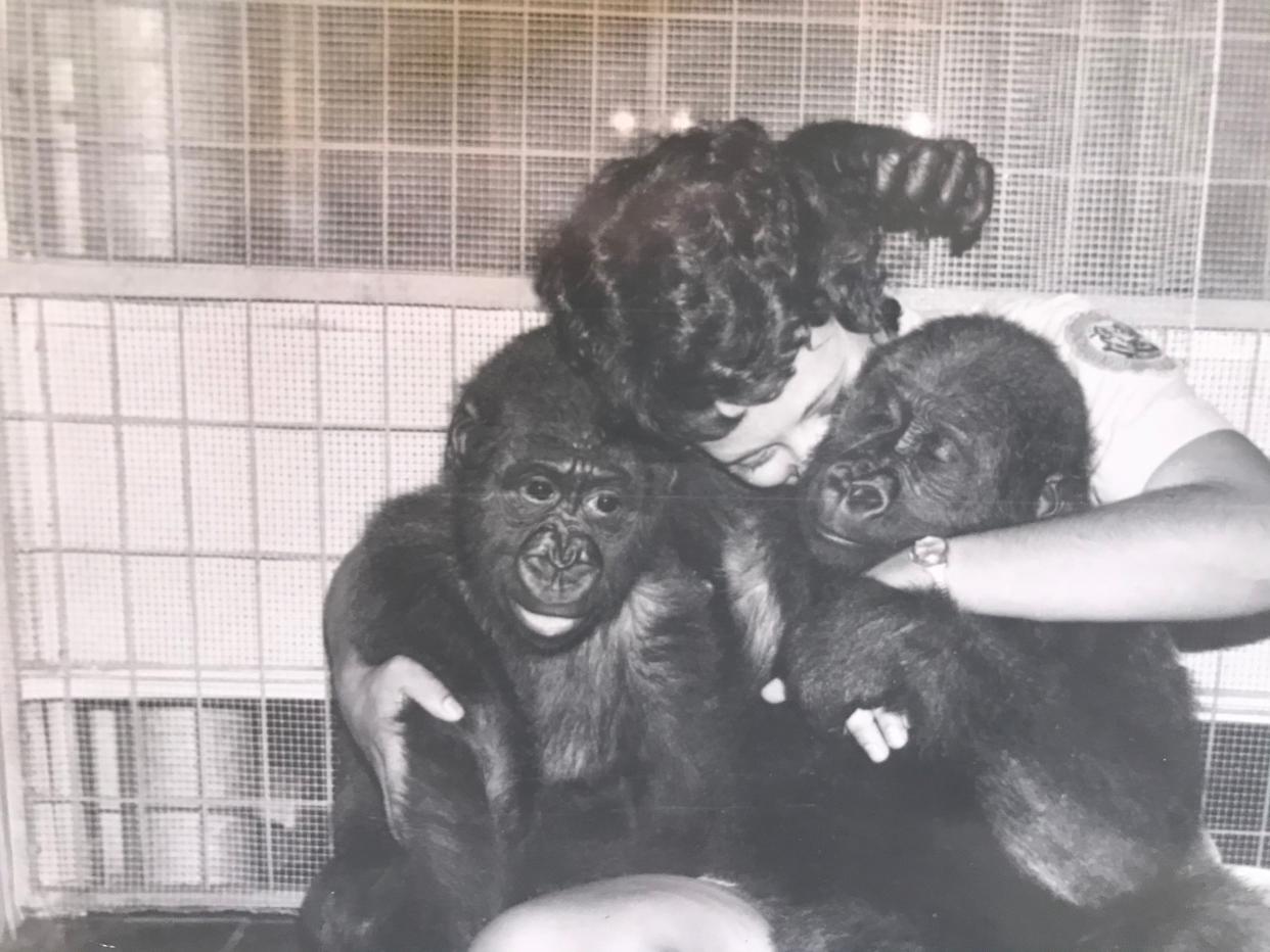 Animal care specialist Ann Southcombe with Sam and Samantha, the first Gorillas born at the Cincinnati Zoo & Botanical Garden.