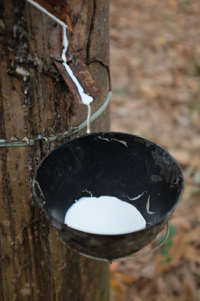 Tapping a rubber tree on a plantation in Sri Lanka. - Credit: Courtesy of brand.