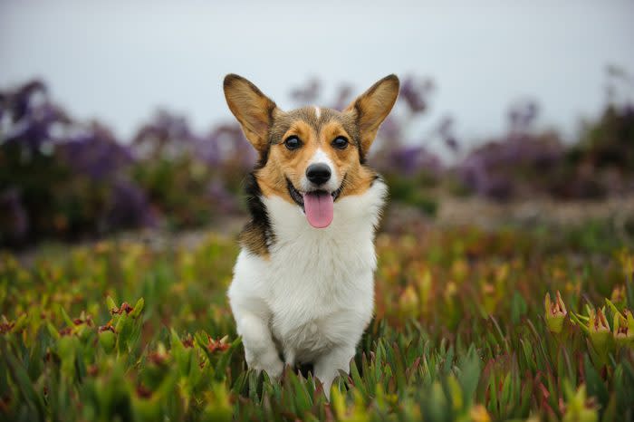 Pembroke Welsh Corgi Running Over Field