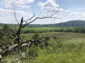 A fallen tree lies in a section of the Stones River Bend Regional Park where the Southern Grasslands Initiative is preparing to restore native grasslands in Nashville, Tenn., on June 2, 2020. The area was originally part of vast patchwork of Southern grasslands that hang on today only in tiny remnants. (AP Photo/Travis Loller)