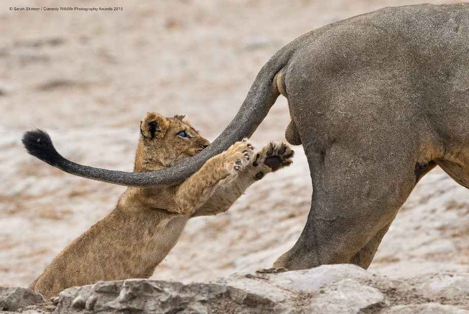 Les photos animalières les plus drôles de 2019