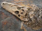 Dieses Fossil ist ein Krokodilschädel. Nicht ungewöhnlich - schließlich lag das heutige Hessen im Eozän noch nahe des Äquators. Foto: Welterbe Grube Messel gGmbH