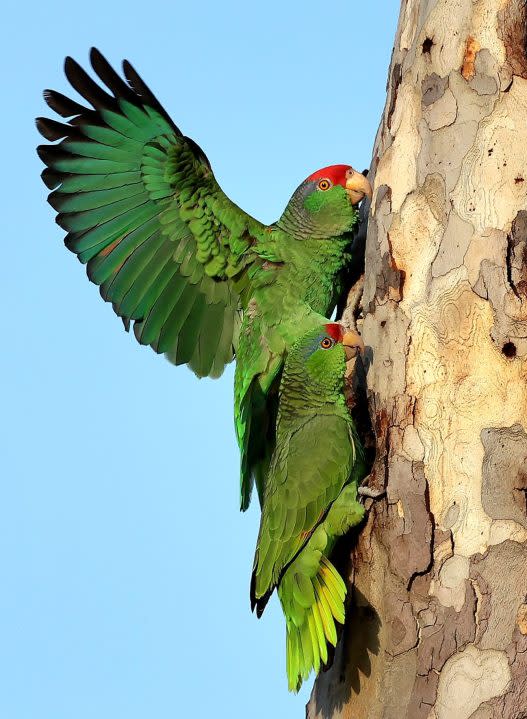 Probable Red-crowned Amazon parrots in Santee on March 14, 2024. (Courtesy of Rod Lagace)