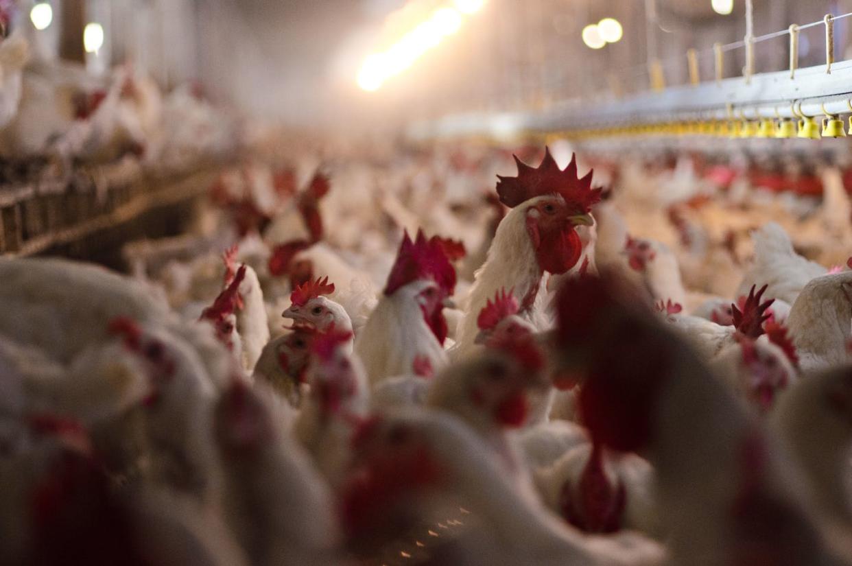 <span class="caption">Avian flu spreads quickly through domestic poultry flocks.</span> <span class="attribution"><a class="link " href="https://flic.kr/p/asnRgD" rel="nofollow noopener" target="_blank" data-ylk="slk:Lance Cheung, USDA/Flickr;elm:context_link;itc:0;sec:content-canvas">Lance Cheung, USDA/Flickr</a></span>