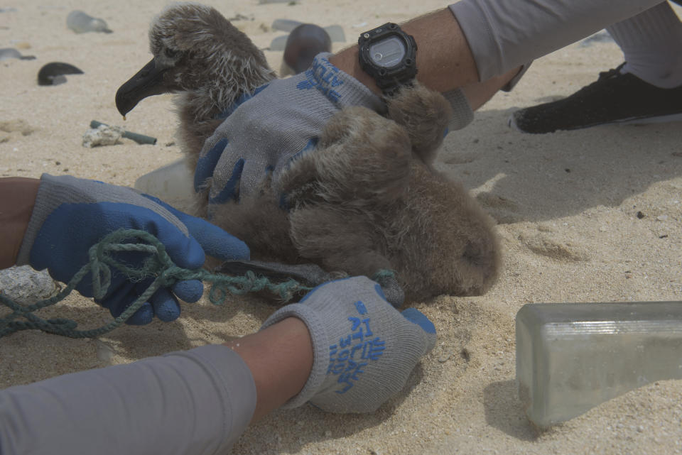 In this April 5, 2021 photo provided by James Morioka, Kevin O'Brien, left, and Joao Garriques disentangle a black footed albatross chick on Laysan Island in the Northwestern Hawaiian Islands. A crew has returned from the remote Northwestern Hawaiian Islands with a boatload of marine plastic and abandoned fishing nets that threaten to entangle endangered Hawaiian monk seals and other marine animals on the tiny, uninhabited beaches stretching for more than 1,300 miles north of Honolulu. (James Morioka, Joint Institute for Marine and Atmospheric Research/NOAA Pacific Islands Fisheries Science Center via AP)