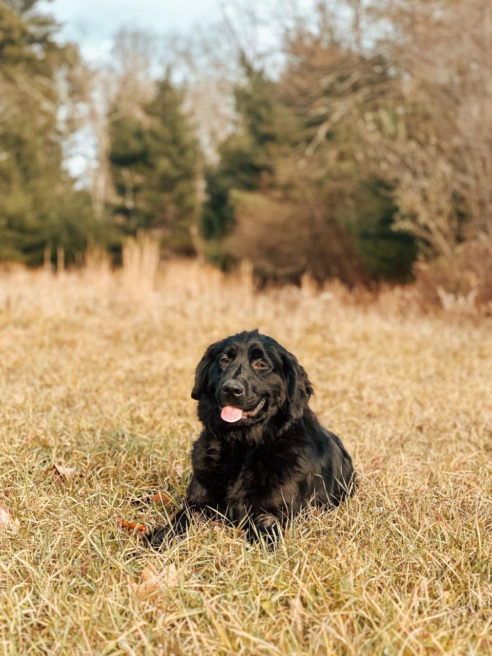 Eve, who was being trained as a water rescue dog, received needed surgery in January, funded through PAWS of NEPA.