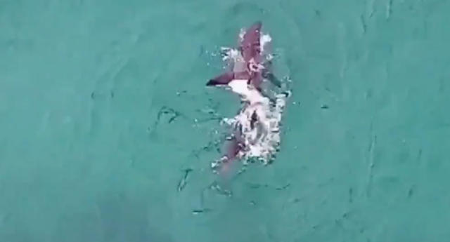 Great white shark devours tuna off Bondi Beach
