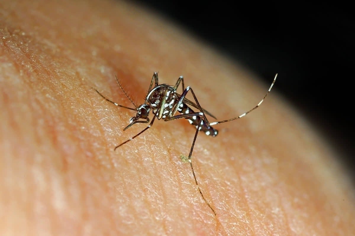 The Asian tiger mosquito is known for its striped body and its potential to spread dengue fever (Marco Uliana/Alamy/PA)
