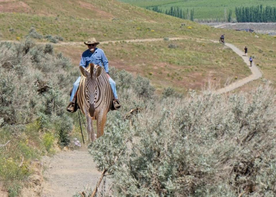 Rick Zimmerman of Richland shared his ride on Badger Mountain’s’ Sagebrush Trail.