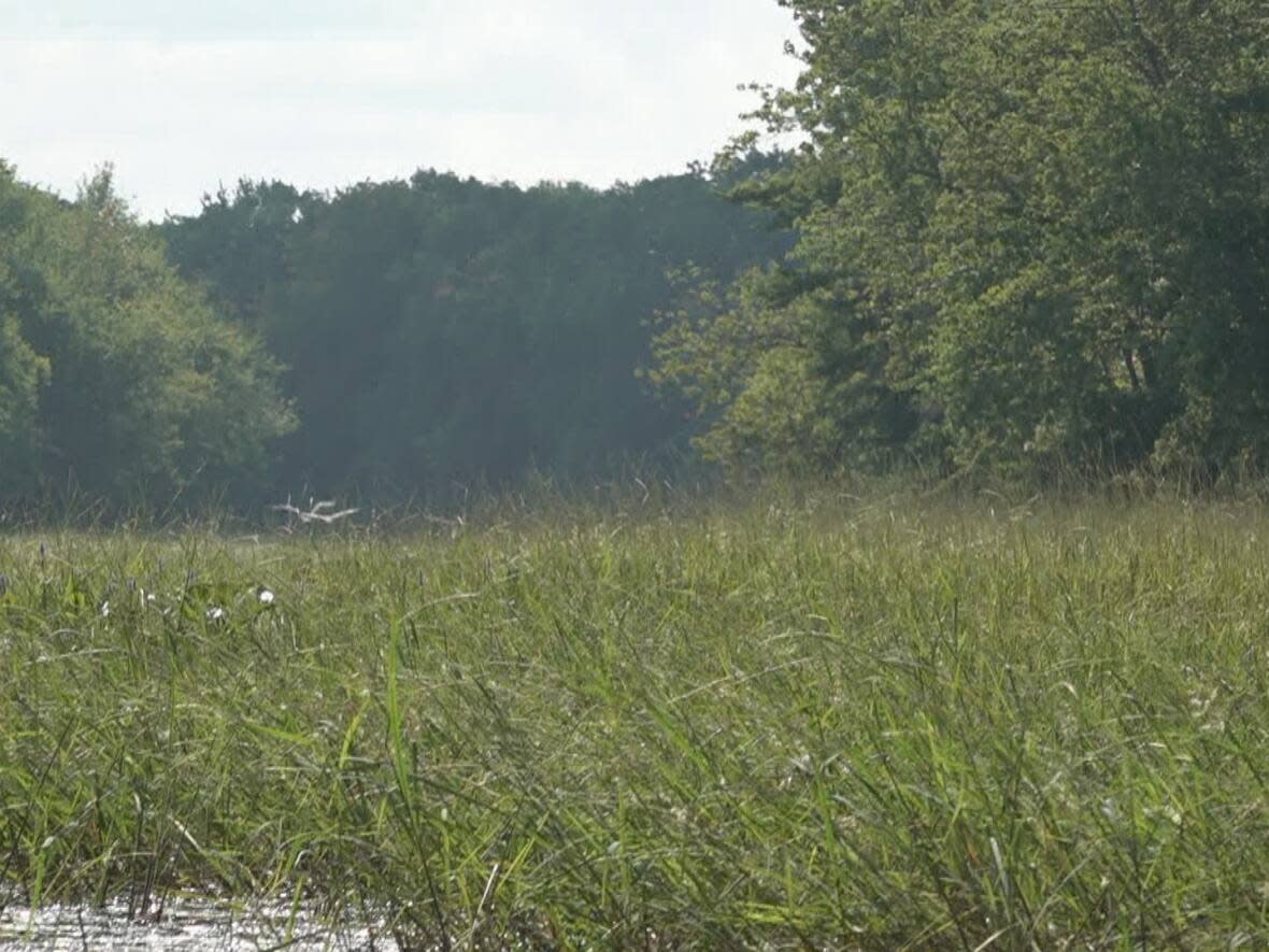 Two great blue herons fly above the grass in Mount Creek.  (Jonathan Collicott/CBC - image credit)