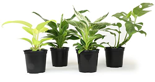 Philodendron Plant Live (4 Pack), 4 Inch Pots for Plants Plant Kit, 4 Inch Nursery Pots Variety Pack Plant Gifts for Plant Lovers, Popular Live Plants Indoor Plants Live Houseplants by Plants for Pets