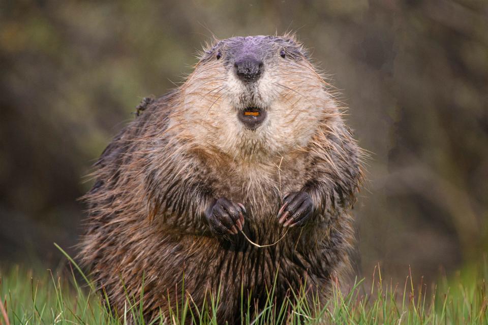 Title: Flossing Beaver Description: A beaver in Grand Teton National Park, Wyoming.