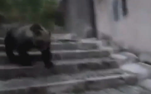 Bear runs down stairs - Credit: Corriere TV