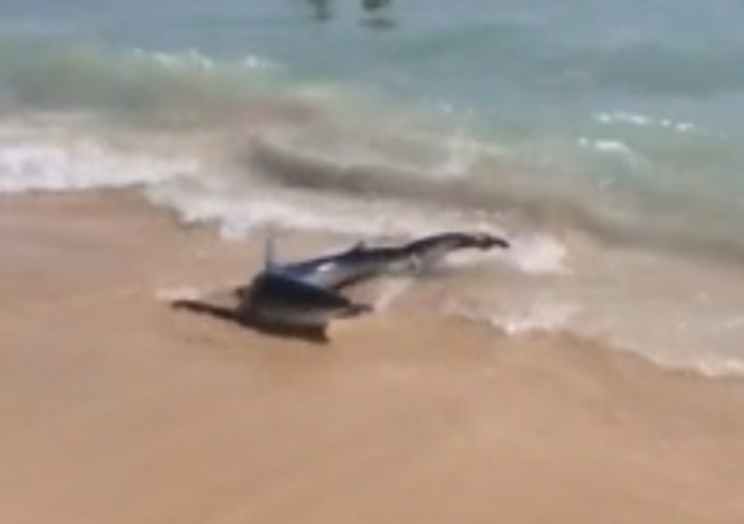 A blue shark was spotted in Mallorca at the weekend (Picture: Storyful)