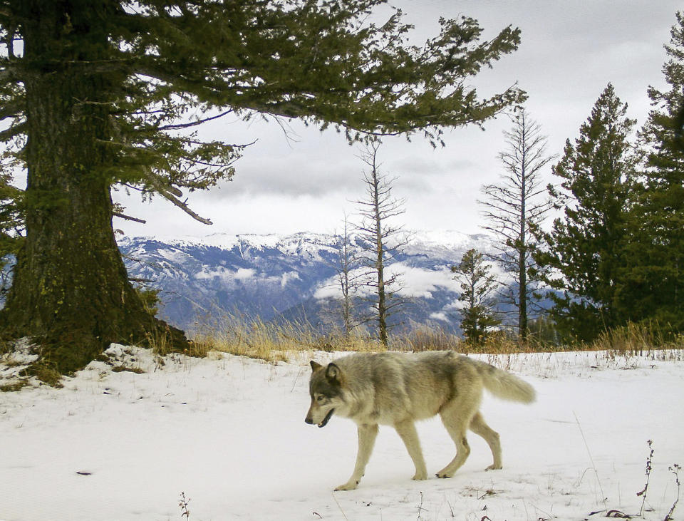 FILE -In this Dec. 4, 2014 file photo released by the Oregon Department of Fish and Wildlife, a wolf from the Snake River Pack passes by a remote camera in eastern Wallowa County, Ore. Scientists tasked with reviewing the government's plans to lift protections for gray wolves across most of the U.S. say the proposal has numerous flaws. (Oregon Department of Fish and Wildlife via AP, File)