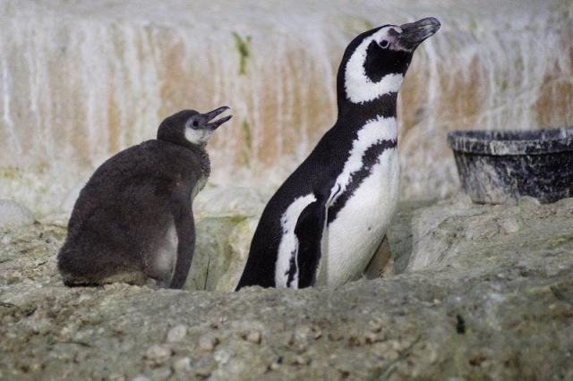 Find out about the penguin exhibit coming to the El Paso Zoo