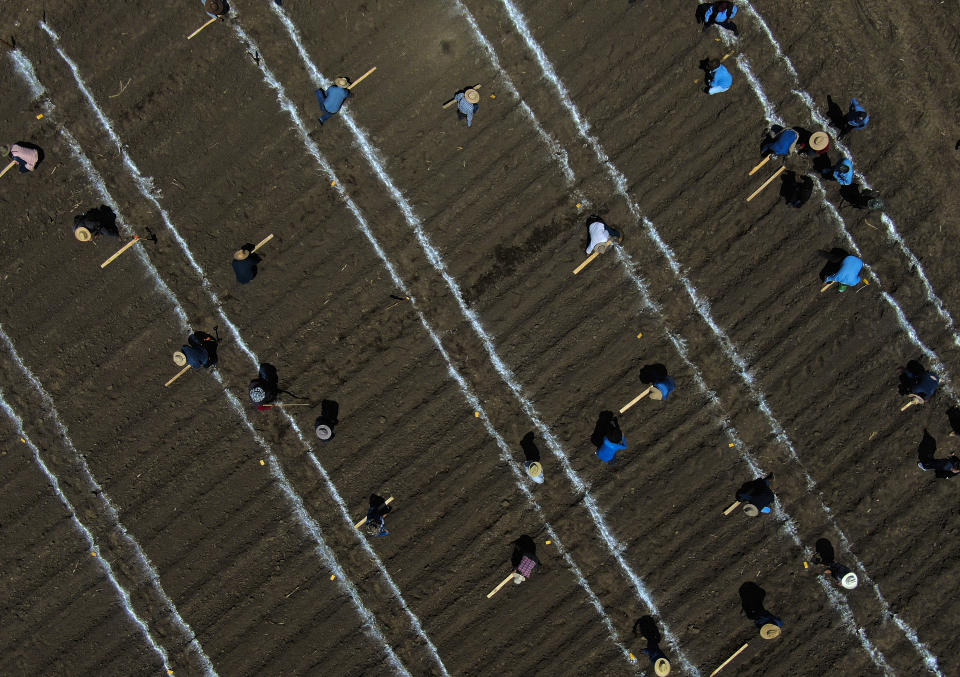 A group of technicians and researchers sow native corn seeds in a freshly plowed field used as a large, open-air laboratory to study the benefits of native versus hybrid – crossbred — corn varieties, in Apizaco, Mexico, Thursday, May 18, 2023. According to agronomist Gerardo Noriega, native varieties have exceptional yield and can stand 50 days of drought. (AP Photo/Fernando Llano)